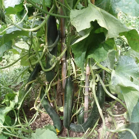 Marinos At Lourdata Village Λουρδάτα