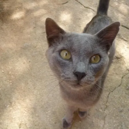 Marinos At Lourdata Village Λουρδάτα