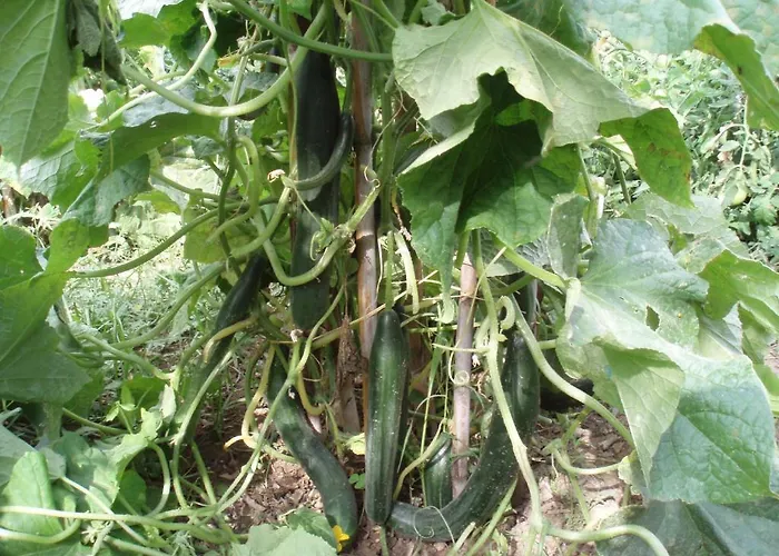 Marinos At Lourdata Village לואורדטה