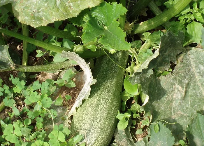 דירה Marinos At Lourdata Village לואורדטה